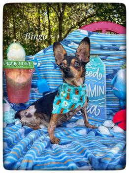 Chihuahua Dogs Available for Adoption in Sebring, Florida - Bingo | PetCurious