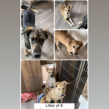 Shepherd Dogs Available for Adoption in Parker, Colorado - 492 (2026) Ginger | PetCurious