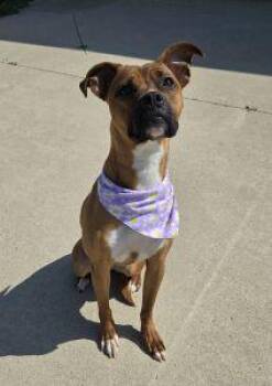 Daisy May -  Boxer and Pit Bull Terrier Dog for Adoption in Bucyrus, Ohio - Daisy May | PetCurious