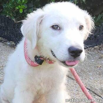 Rescue Great Pyrenees Dogs for Adoption in Beacon, New York - Bolt In PA - Smart, Playful & Energetic Pup! | PetCurious