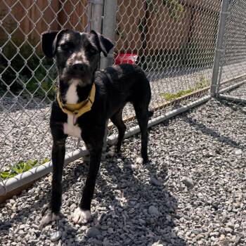 Kakashi -  Terrier and Mixed Breed Dog for Adoption in Port Angeles, Washington - Kakashi | PetCurious