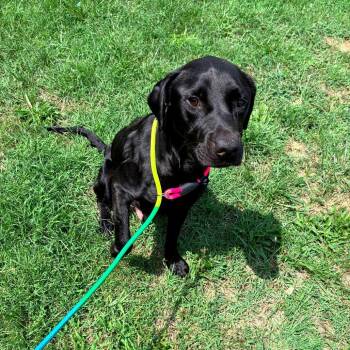 Cosette -  Black Labrador Retriever and Mixed Breed Dog for Adoption - Cosette | PetCurious