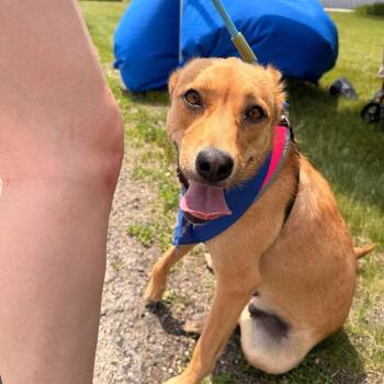 Lady -  Mixed Breed Dog for Adoption in Shorewood, Illinois - Lady | PetCurious