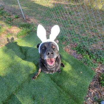 Australian Shepherd Dogs Available for Adoption in Lake Panasoffkee, Florida - Hera | PetCurious