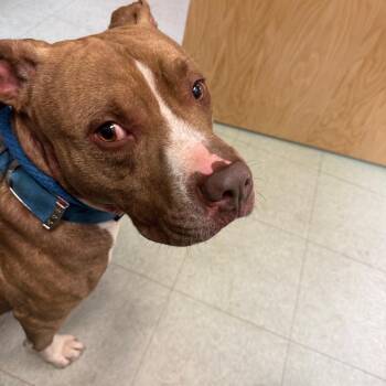 Pit Bull Terrier Dogs Available for Adoption in Philadelphia, Pennsylvania - Magoo | PetCurious