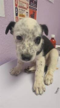 61353217 -  Australian Shepherd and Mixed Breed Dog for Adoption in El Paso, Texas - 61353217 | PetCurious