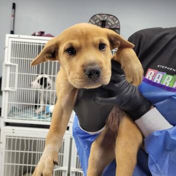Potato -  Mixed Breed Dog for Adoption in Duncan, Oklahoma - Potato | PetCurious