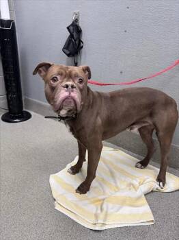BRUCE PAYNE -  Pit Bull Terrier Dog for Adoption in Las Vegas, Nevada - BRUCE PAYNE | PetCurious