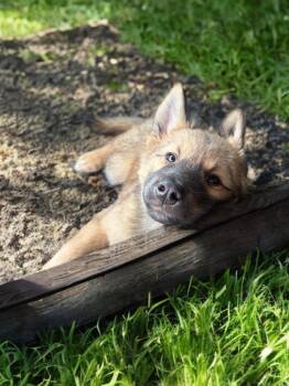 Shirley Chuckles Harris -  German Shepherd Dog Dog for Adoption in Sumter, South Carolina - Shirley Chuckles Harris | PetCurious