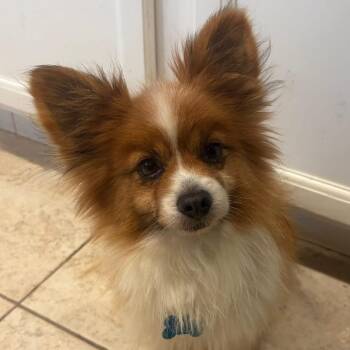 Papillon Dogs Available for Adoption - Bob | PetCurious
