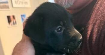 Abra -  German Shepherd Dog and Labrador Retriever Dog for Adoption in Newnan, Georgia - Abra | PetCurious