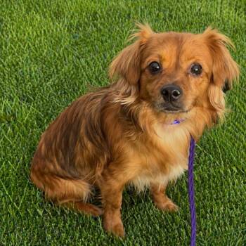 Chihuahua and Dachshund Dogs Available for Adoption in Las Vegas, Nevada - Fozzy Bear | PetCurious