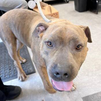 Mixed Breed Dogs Available for Adoption in Philadelphia, Pennsylvania - Lucas | PetCurious