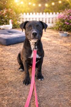 American Staffordshire Terrier and Black Labrador Retriever Dogs Available for Adoption - Nikko | PetCurious