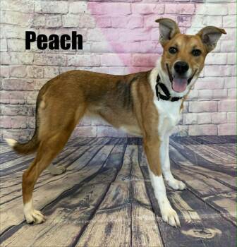 Shepherd Dogs Available for Adoption in Quincy, Michigan - Peach | PetCurious