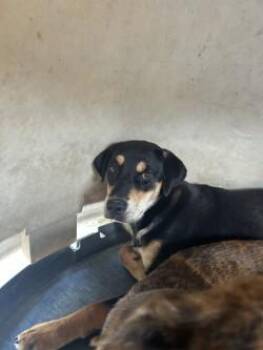 Vicki -  Mixed Breed Dog for Adoption in West Memphis, Arkansas - Vicki | PetCurious