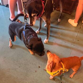 Moses -  Dachshund Dog for Adoption in San Antonio, Texas - Moses | PetCurious