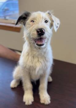Australian Shepherd and Irish Wolfhound Dogs Available for Adoption in Bemidji, Minnesota - Simon | PetCurious