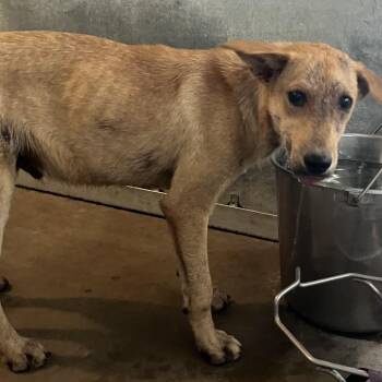 Sparky -  Mixed Breed Dog for Adoption in Edinburg, Texas - Sparky | PetCurious