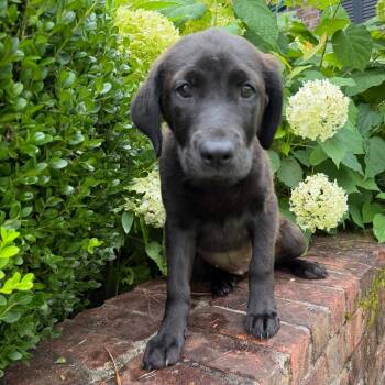 Jessie -  Black Labrador Retriever and Mixed Breed Dog for Adoption in Brownsboro, Alabama - Jessie | PetCurious
