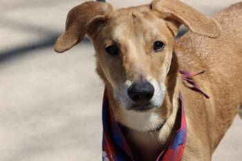 Mixed Breed Dogs Available for Adoption - Ripple | PetCurious