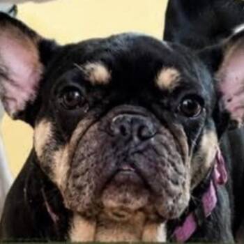 Honey Bunches -  French Bulldog Dog for Adoption in Brockport, New York - Honey Bunches | PetCurious