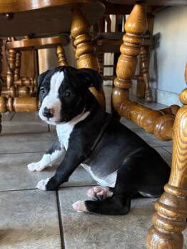 Rescue Pit Bull Terrier and Bull Terrier Dogs for Adoption in Phoenix, Arizona - Toothless | PetCurious