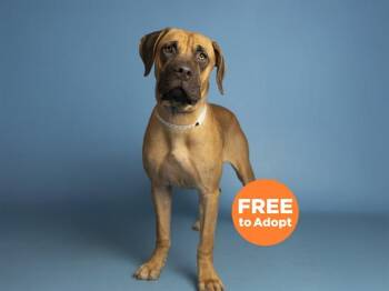 Mastiff Dogs Available for Adoption in Phoenix, Arizona - ZOEY | PetCurious