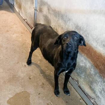 Maggie Mako (Maizie) -  Labrador Retriever and Shepherd Dog for Adoption in Edinburg, Texas - Maggie Mako (Maizie) | PetCurious