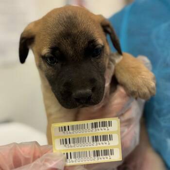 Perry -  Mixed Breed Dog for Adoption in Charleston, West Virginia - Perry | PetCurious