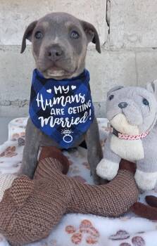 Puppy Wesley -  Mixed Breed Dog for Adoption in San Diego, California - Puppy Wesley | PetCurious
