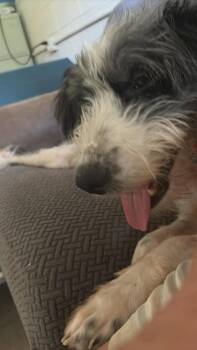 Otis -  Affenpinscher and Mixed Breed Dog for Adoption in Madison, Georgia - Otis | PetCurious