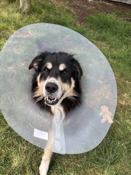 King -  Husky and Border Collie Dog for Adoption in Powell River, British Columbia - King | PetCurious