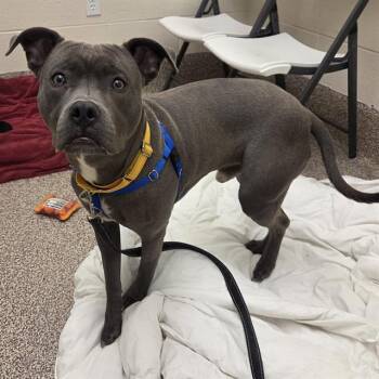 Pit Bull Terrier Dogs Available for Adoption in Barnstable, Massachusetts - RONNIE | PetCurious