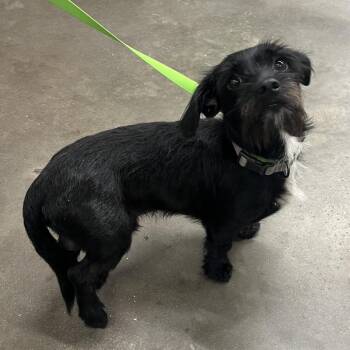 Cozmo -  Schnauzer and Dachshund Dog for Adoption in Tampa, Florida - Cozmo | PetCurious