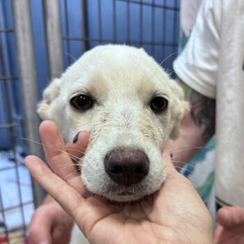 Edna -  Mixed Breed Dog for Adoption in Bismarck, North Dakota - Edna | PetCurious