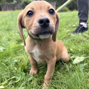 Olivia -  Terrier Dog for Adoption in Latrobe, Pennsylvania - Olivia | PetCurious