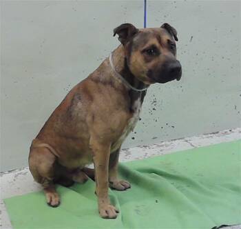 KING -  Staffordshire Bull Terrier and Mixed Breed Dog for Adoption in Houston, Texas - KING | PetCurious
