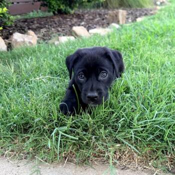 Shadow II -  Mixed Breed Dog for Adoption in Mount Pleasant, Texas - Shadow II | PetCurious