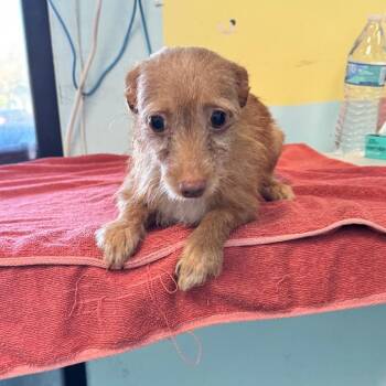 Kristina -  Jack Russell Terrier and Chihuahua Dog for Adoption in Chico, California - Kristina | PetCurious