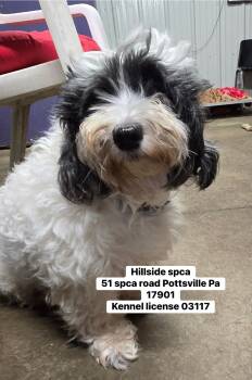 Rescue Havanese Dogs for Adoption in Pottsville, Pennsylvania - Faith | PetCurious