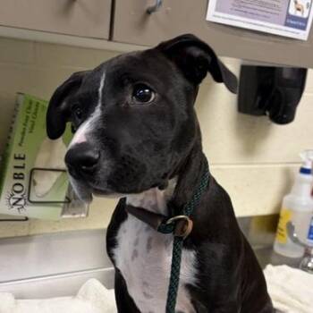 Cosmic Brownie -  Mixed Breed Dog for Adoption in Asheville, North Carolina - Cosmic Brownie | PetCurious