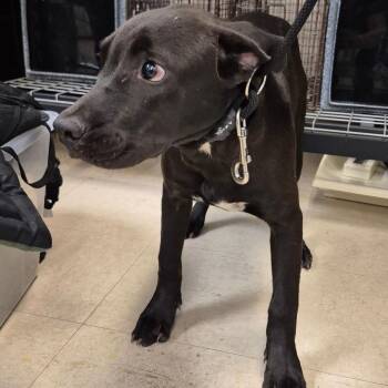SCFL-Stray-67221_2 -  Mixed Breed Dog for Adoption in Lake Panasoffkee, Florida - SCFL-Stray-67221_2 | PetCurious