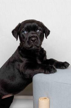 Cordelia -  Labrador Retriever Dog for Adoption in Mckinney, Texas - Cordelia | PetCurious