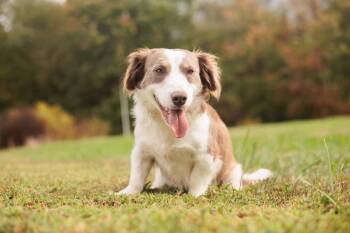 Rescue Corgi and Mixed Breed Dogs for Adoption in Gradyville, Kentucky - Rosalee Grace | PetCurious