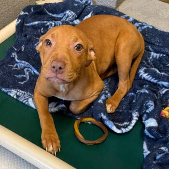 Pit Bull Terrier Dogs Available for Adoption in High View, West Virginia - Scarlett | PetCurious