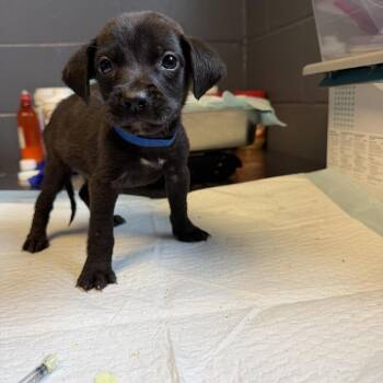 Labrador Retriever and Mixed Breed Dogs Available for Adoption in Tuscaloosa, Alabama - TUSC-Stray-84574_2 | PetCurious