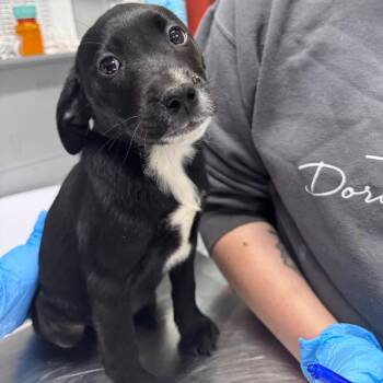 Mixed Breed Dogs Available for Adoption in Summerville, South Carolina - Hotdog | PetCurious