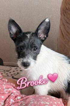 Miniature Schnauzer and Rat Terrier Dogs Available for Adoption in Panama City, Florida - Brooke | PetCurious