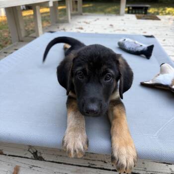 Adam -  German Shepherd Dog and Labrador Retriever Dog for Adoption - Adam | PetCurious
